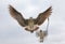 Two Seagulls in Flight Facing Camera Lens. Closeup.