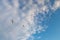 Two seagulls flying against the background of clouds towards the blue sky. A symbol of freedom and love. Copy space