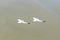 Two Seagulls flying Bird Seagull seaside animal nature fly
