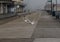 Two seagulls flying inches off of the Atlantic City Boardwalk