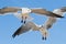 Two seagulls flying overhead