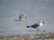 Two Seagulls are foraging for food at the seashore