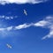 Two seagulls hover in blue sky with sunlight clouds