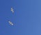 Two seagulls hover in sky