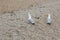 Two seagulls, Laridae, walk on stone beach