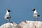 Two seagulls looking at each other