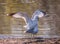 Two seagulls mating on the shore next to the edge of water