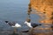 Two seagulls are pecking a fish