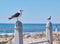 Two seagulls perched on a barrier on the promenade by the harbour with copy space. Full length of white birds standing