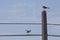 Two seagulls perched on a concrete pole and telephone cable