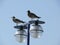 Two seagulls perching on a lamppost at south of Lima