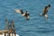 Two seagulls preparing to land on a pier