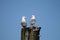 Two seagulls at rest in the sun