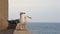 Two Seagulls On Sea Front Wall