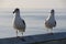 Two seagulls sit on a railing