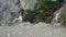 Two seagulls sit on a rock against the backdrop of a cliff and trees.