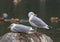 Two seagulls are sitting on a stone in the sea