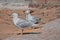 two seagulls sitting on a wall