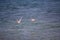 Two seagulls soaring above the sea surface