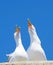 Two seagulls squawking loudly