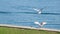 Two seagulls stand on the pier, on a black rubber hose. one flies away, the second remains standing. sunset light