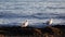 Two seagulls stand on the seashore and look down, enjoy nature