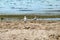 Two seagulls stand on the shore of the dirty Black Sea in Zaliznyi Port Ukraine - back view. Seabirds look at green algae on the