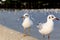 Two seagulls standing