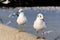 Two seagulls standing
