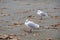 Two seagulls standing on cement ground with a lot of copy space.