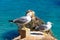 Two seagulls standing on a cliff, Praia da Rocha.
