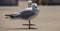 Two seagulls standing on concrete and looking at the camera