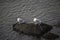 Two Seagulls standing on a rock