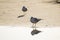 Two seagulls standing on the sand beach