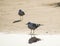 Two seagulls standing on the sand beach