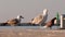 Two seagulls standing on the shore of a harbour pier