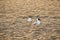 Two seagulls walk along the sea coast in the early morning. Seagulls walk at sunrise on the sandy seashore
