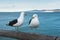 Two seagulls on wooden railing of a pier