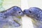 Two seals kissing