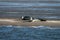 Two seals on a sandbank