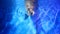 Two seals swim in glass aquarium underwater close up. Grey mammals play