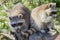 Two seated raccoons on a wooden pole - Procyon lotor