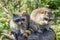 Two seated raccoons on a wooden pole - Procyon lotor