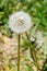 Two seed heads of dandelion blowball