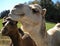 Two seemingly happy camels enjoying their food
