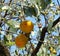 Two semi-ripe  persimmons hang on the trees in the morning sun