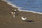 two semipalmated sand pipers fighting on the shore