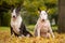 Two senior bull terrier dogs