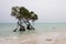 Two Sentinel Mangrove Trees Shoreline Andaman sea