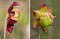 Two Separate Focus Stacked Images of Pitcher Plant Blossoms